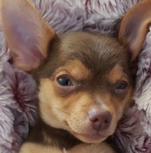 Meet your Posher, Alisha